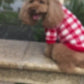 Bowknot Dog Clothes Cat Costume Hollow Knit Dog Sw